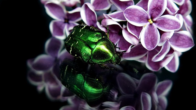 金運が上がる縁起の良い昆虫コガネムシ