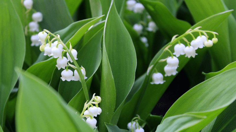 金運アップにおすすめの花の待ち受け画像「すずらん」