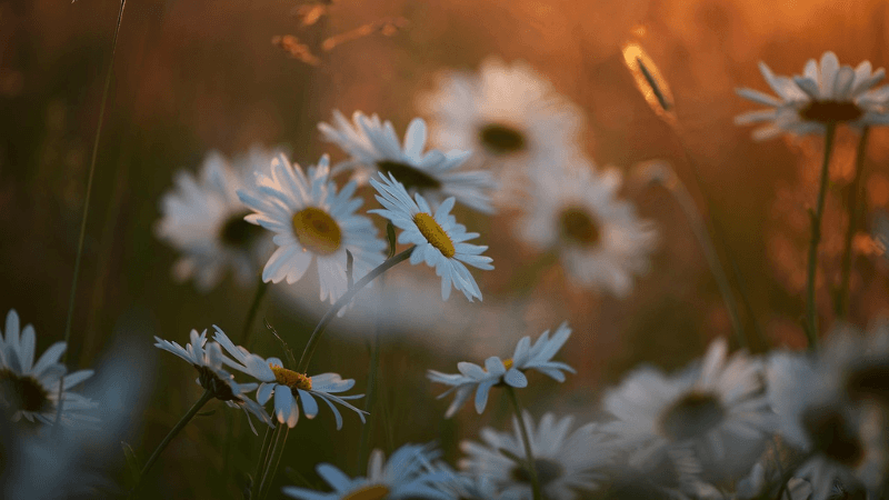 金運アップにおすすめの花の待ち受け画像「マーガレット」