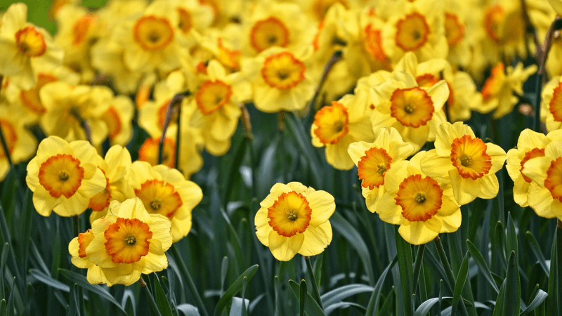 金運アップにおすすめの花の待ち受け画像「水仙(スイセン)」