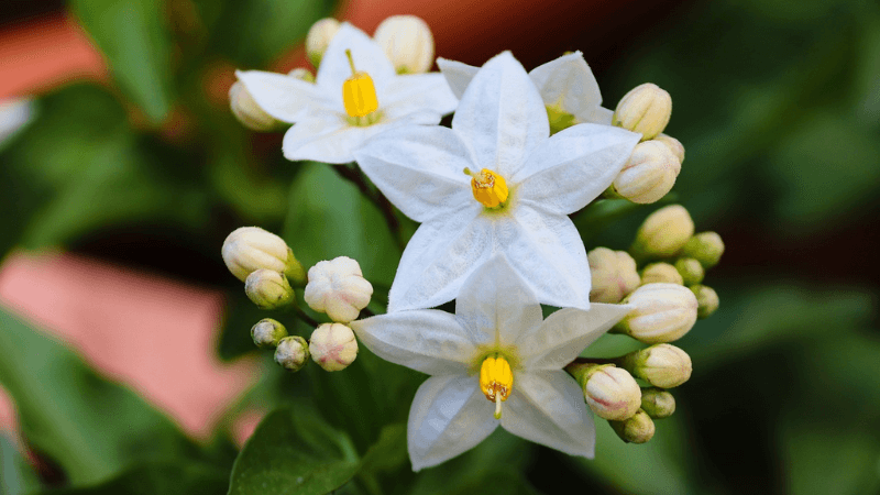 金運アップにおすすめの花の待ち受け画像「ジャスミン」