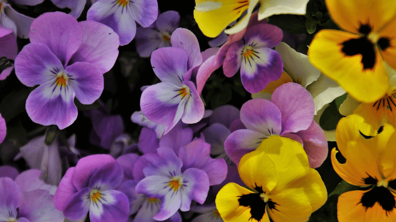 金運アップにおすすめの花の待ち受け画像「パンジー」