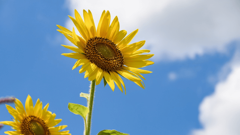 金運アップにおすすめの花の待ち受け画像「ひまわり」