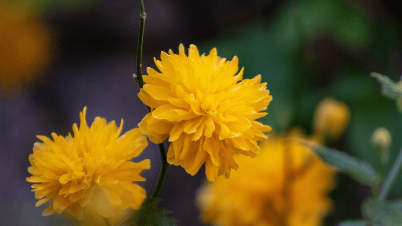 金運アップにおすすめの花の待ち受け画像「ヤマブキ」